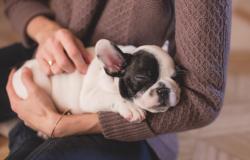 Vercelli: al via il progetto gratuito “Padrone informato, cane fortunato”