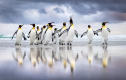 Forte di Bard, per la prima volta in Italia l'esposizione "Bird Photographer of the Year"