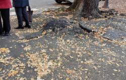 Viali e parchi di Vercelli ricoperti  da foglie e radici