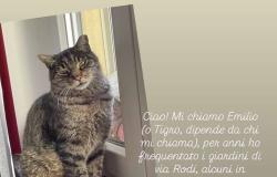 Grazie a chi potrà dare notizie del gatto Emilio, detto Tigro