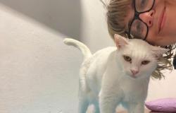 Vercelli: mostra fotografica e raccolta fondi per i gatti randagi