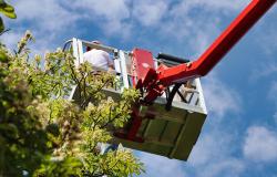 Vercelli: interventi di potatura su circa mille alberi
