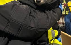 Santhi&agrave;: volpe ferita cerca rifugio in un negozio