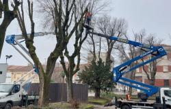 Vercelli: quasi mille interventi di potatura sulle piante cittadine