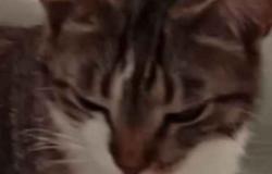 Trino Vercellese: si cerca il gatto Loki