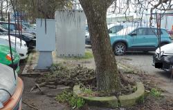 Via Isidoro Figliolini: "Rami caduti o pericolosamente pendenti sulle auto"