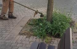 Vercelli: proposta di mozione per chiedere il divieto di diserbare con il glifosato