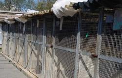 Gestione, costi, numeri e controlli: interrogazione sul canile