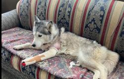 Huskyna ferita con un fucile, i sindaci: "Nessun allarme"