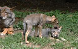 "Il lupo &egrave; cattivo solo nelle favole: raccontiamo insieme la verit&agrave;"