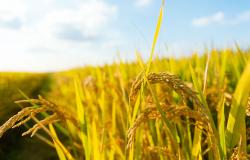 Il riso entra nelle scuole vercellesi con un progetto dedicato