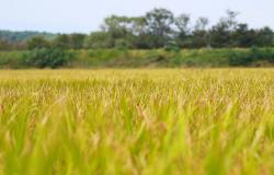 Riso: "Serve una modifica alla clausola di salvaguardia"