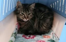 Un nastro di nylon attorno al collo del gatto 