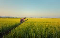 8 marzo, tra memoria e diritti: dalle mondine alle sfide di oggi