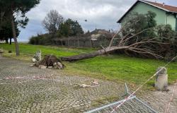 Maltempo, potenziale pericolo alberi: l'avviso per viale della Rimembranza a Prarolo