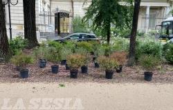 Vercelli: tagliano l'erba, non i problemi