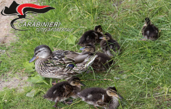 Recuperati otto anatroccoli con la mamma