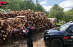 Scopello: tagliano illegalmente 1.600 quintali di legna, denunciati