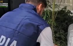 Scoperta coltivazione di marijuana a Castagnole Monferrato