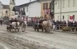 Corsa dei Buoi di Caresana: i vincitori