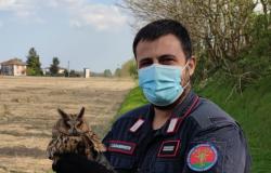 Formigliana: recuperato un raro esemplare di Gufo reale