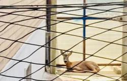 Vercelli: capriolo ferito si rifugia all'interno de Le Piscine 