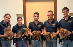 La polizia salva 10 cuccioli di barboncino destinati al mercato nero