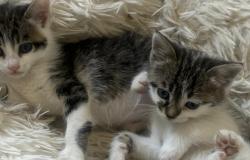 Tanti cuccioli di gatto in cerca di casa
