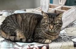 Appello gatto scomparso