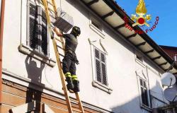 I Vigili del Fuoco salvano un gatto