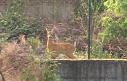 Vercelli: un capriolo in via Ortigara