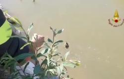 Vigili del fuoco salvano una papera e i suoi otto pulcini - IL VIDEO