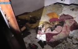 Il video: la Polizia salva mamma e cuccioli malinois maltrattati