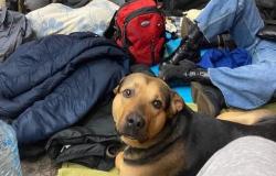 Ucraina: "Sosteniamo gli animali e chi lotta per tenerli in vita"