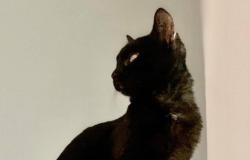 Desdemona è scomparsa