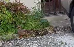 La visita di mamma anatra con 12 anatroccoli al giornale La Sesia
