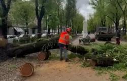 Vercelli: caduta alberi, chiusi viale Garibaldi e parco Camana