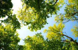 Indirizzi per sviluppare il mercato volontario dei crediti di carbonio