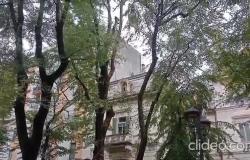 Viale Garibaldi: in corso l'abbattimento dei primi due alberi