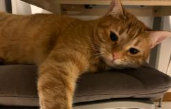 Giornata mondiale del gatto: le foto dei lettori de "La Sesia" 