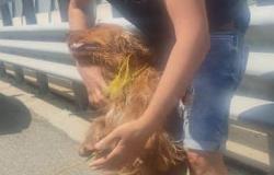 Dopo due giorni di ricerche il cane Artù è stato ritrovato
