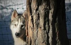 Animali e comunit&agrave;: una risorsa che cura