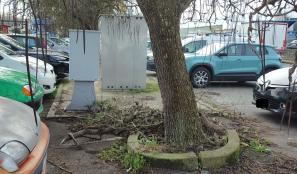 Via Isidoro Figliolini: "Rami caduti o pericolosamente pendenti sulle auto"