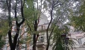 Viale Garibaldi: in corso l'abbattimento dei primi due alberi