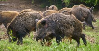 Peste suina africana: due nuove positivit&agrave; sui cinghiali in Piemonte