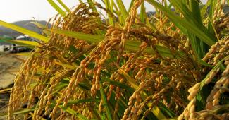 "A Bruxelles non interessa la filiera del riso"