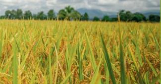 "L'Europa volta le spalle al riso e affossa la tutela della produzione interna"