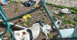 Cagnette frazione vercelli