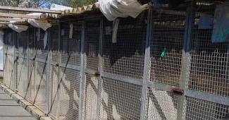 canile Borgo Vercelli