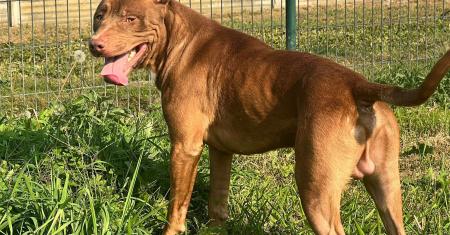 Pitbull Lav